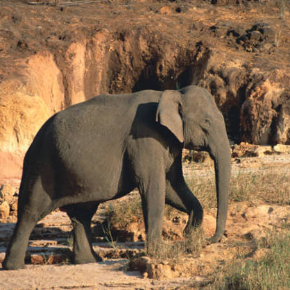 periyaar_national_park