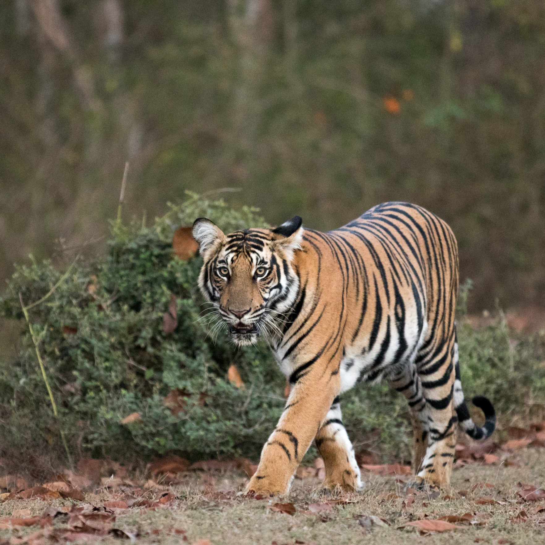 tiger walking land (1) (1)