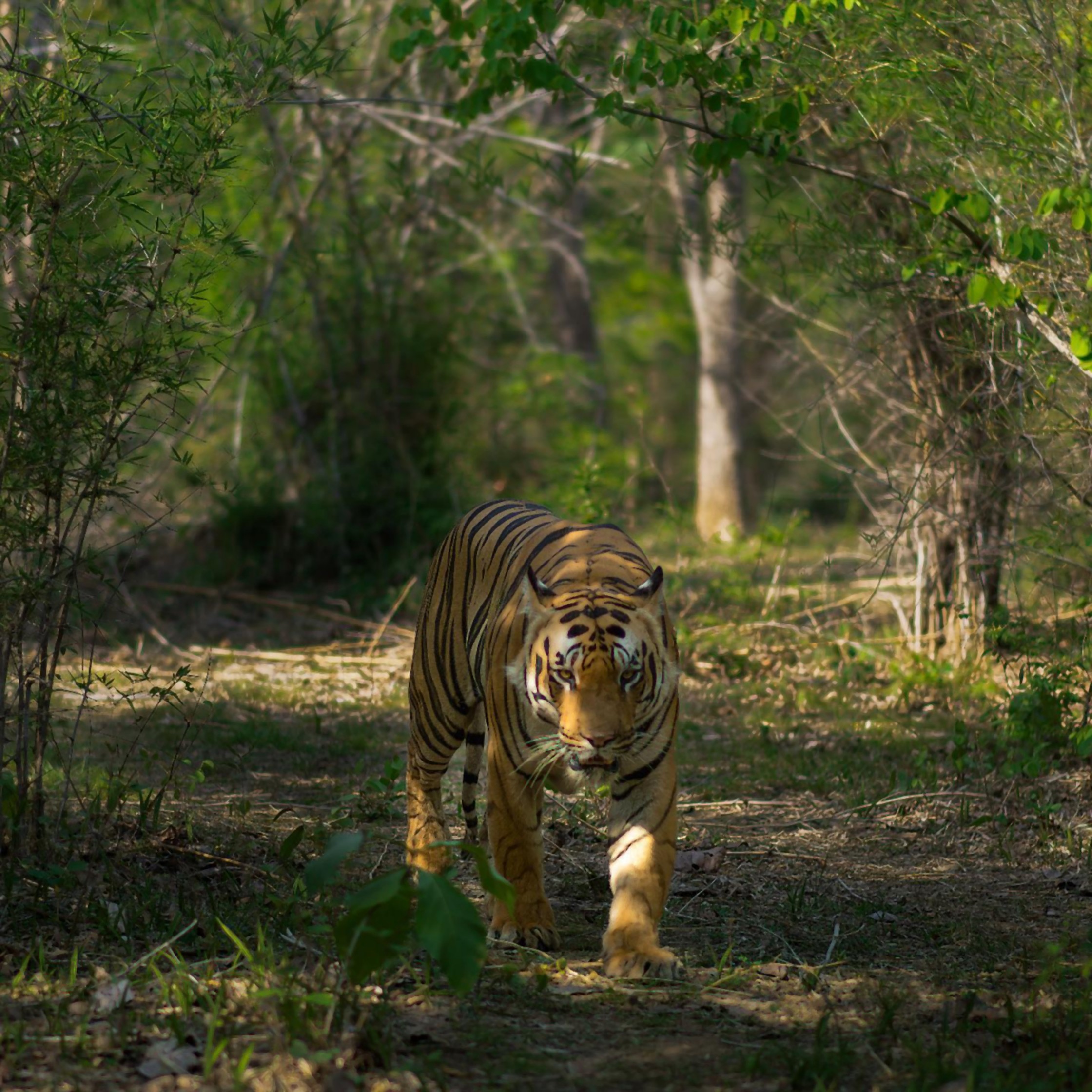 wild animal danger tiger nature photography (3)