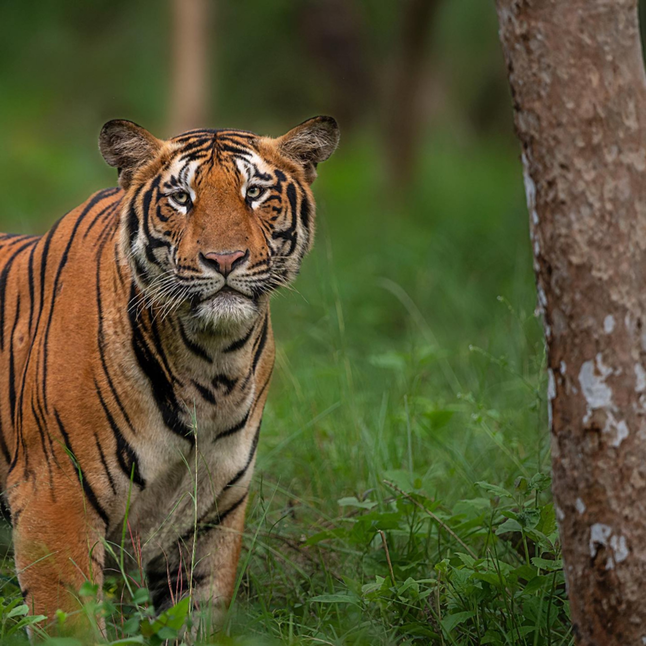 wild animal danger tiger nature photography (1) (2)