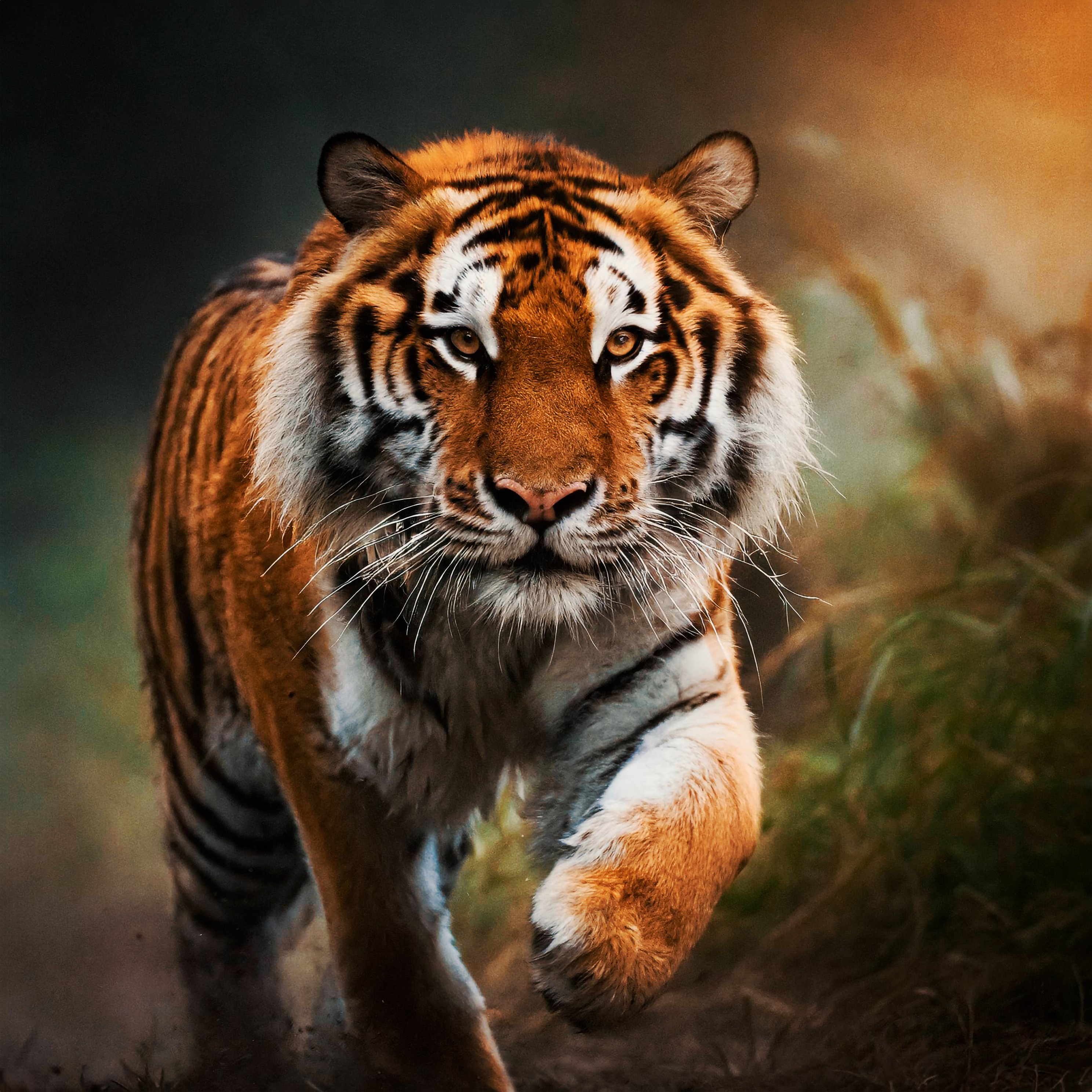 closeup siberian tiger jungle soft lighting lateral view running (1)