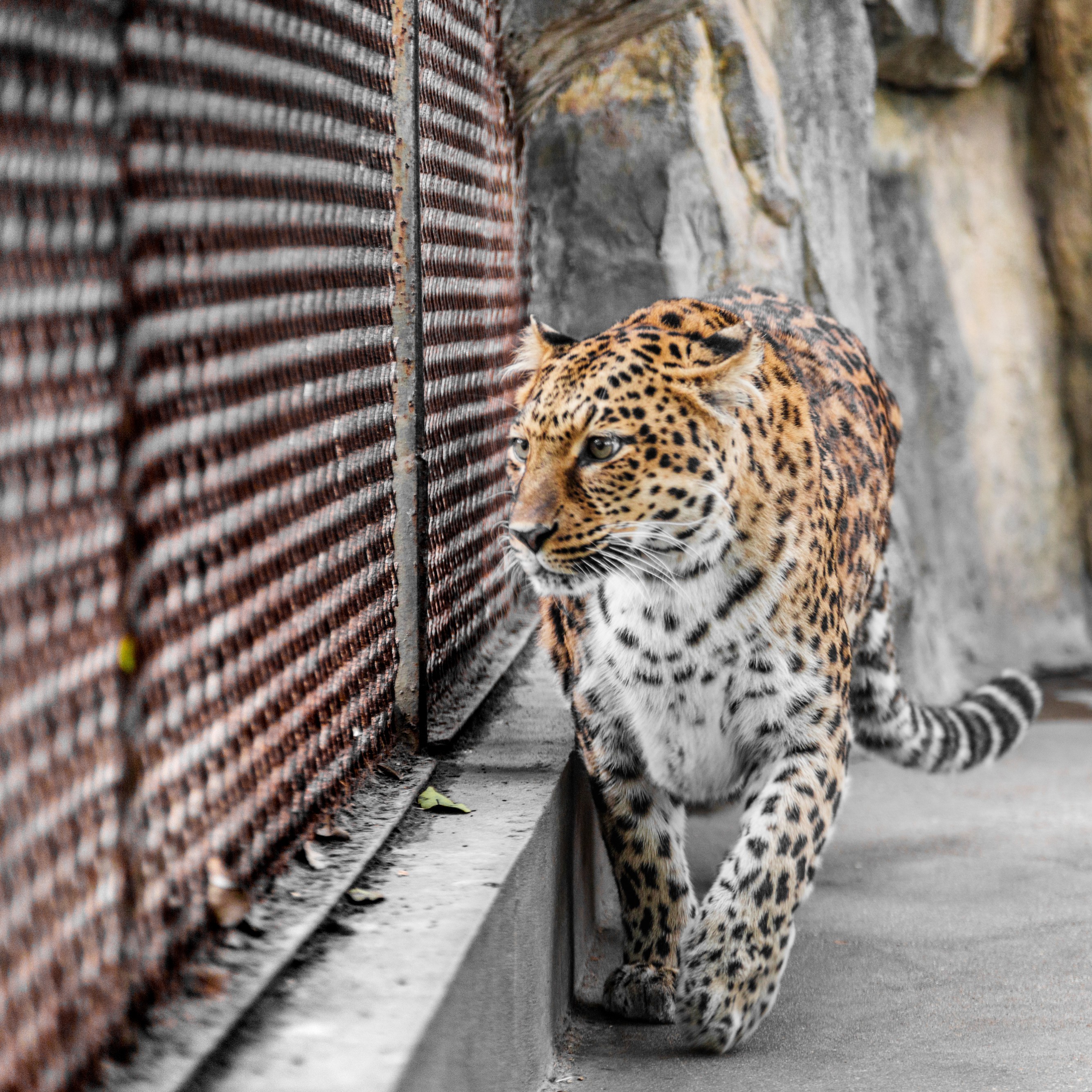 leopard cage zoo (1)