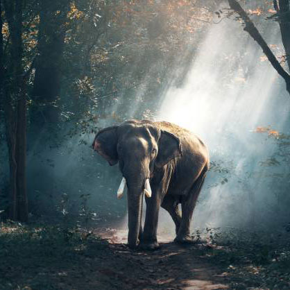 15_Days_Enchanting_Charms_of_Kerala_castle_and_king